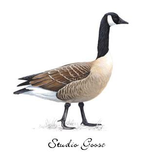 Goose.jpg