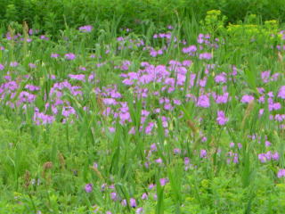 P1000038.JPG